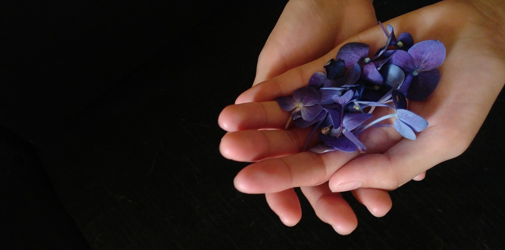 violet-flowers-2091643.jpg