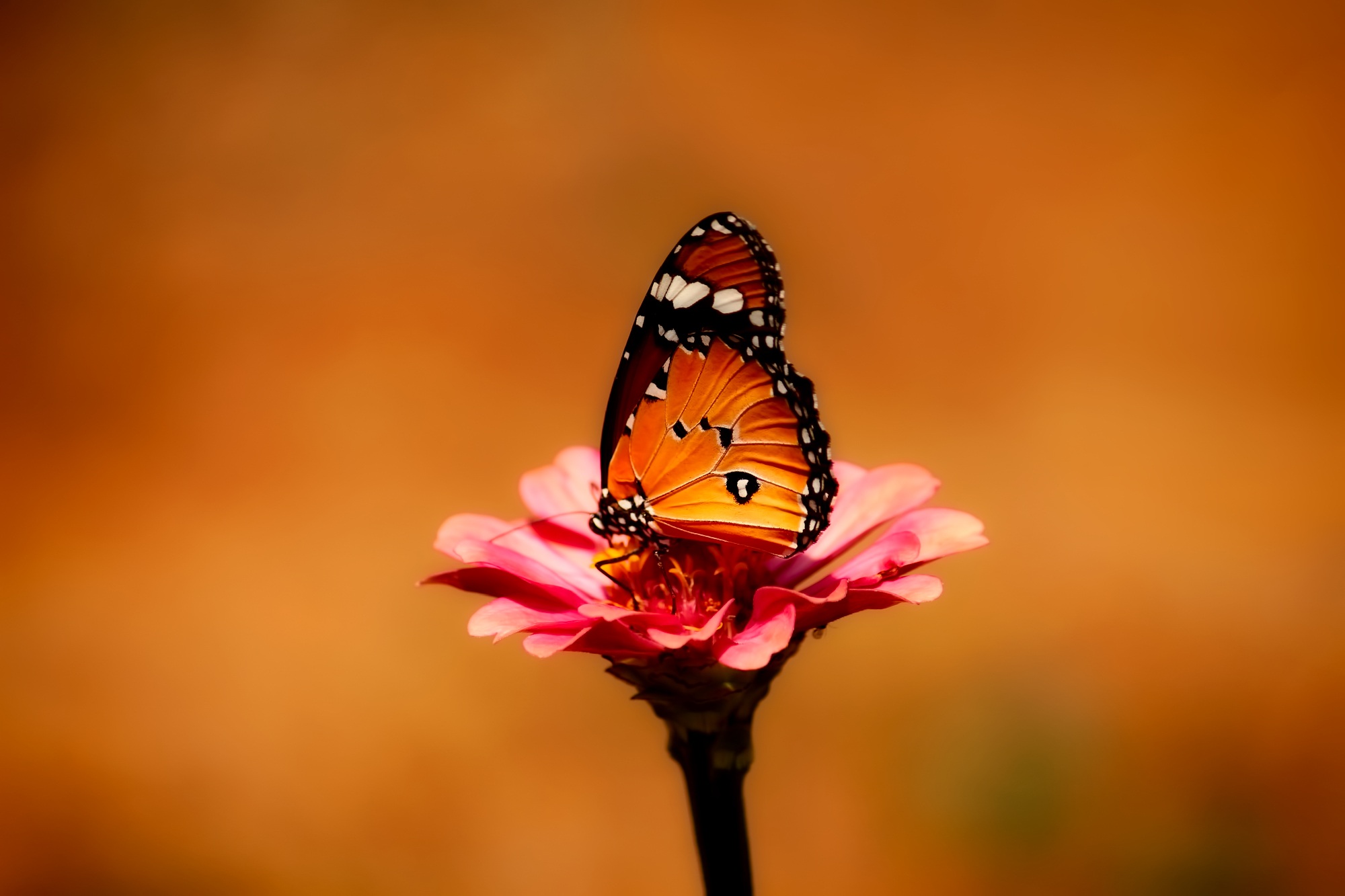 butterfly-2656624.jpg