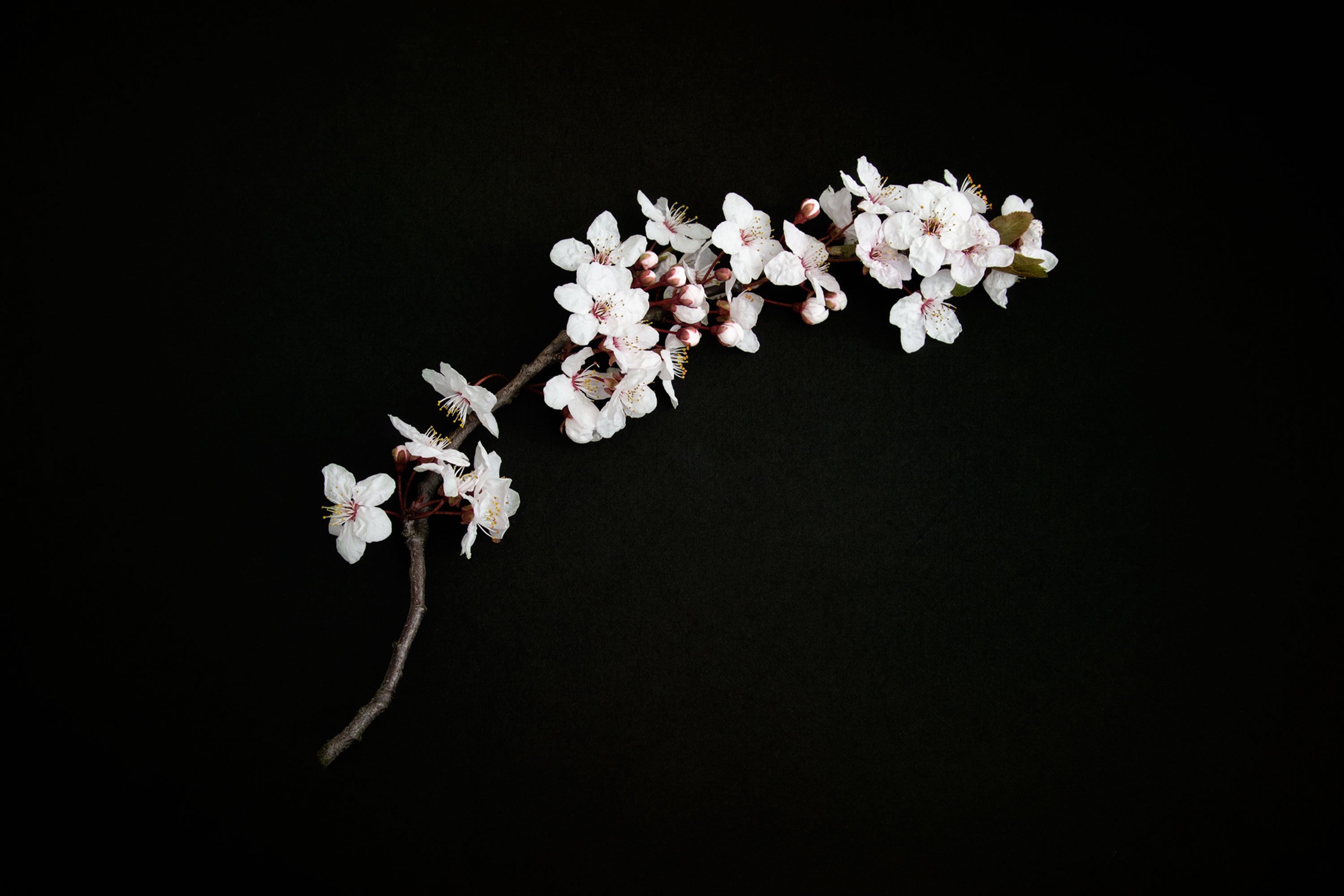 cherry-blossom-2127040.jpg