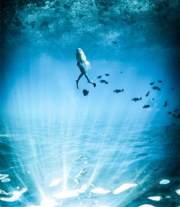 海底世界，海底游泳的人，免费商用高清图片下载