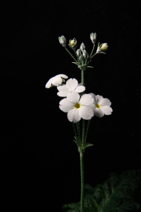 高清黑色背景白色花朵，简约高雅的花开图片素材免费商用下载
