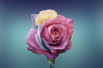 简约的盛开的玫瑰花，花朵图片素材下载，可免费商用