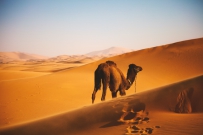 沙漠中的骆驼，高清图片商用免费下载