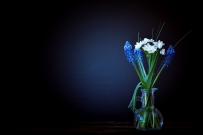 黑夜中盛开的蓝白色的花朵，高清图片素材免费商用下载