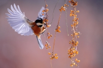 飞动的小鸟，展翅飞去的小鸟，小鸟特写，免费商用高清图片下载