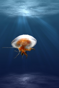 海底水母，简约高清图片免费商用下载