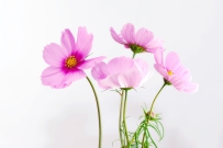 简约风盛开的花朵，高清图片素材免费商用下载