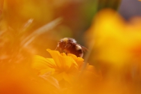 春暖花开，蜜蜂特写，温暖的春天，微距特写，高清图片免费商用下载