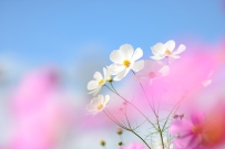 春暖花开，漂亮的太阳花，野菊近拍，高清图片素材免费商用下载