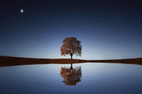夜空中的一棵树，高清图片免费商用下载