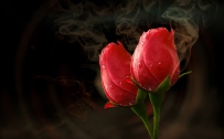 漂亮待放的玫瑰花，黑色背景玫瑰花，高端大气的花朵素材，免费下载